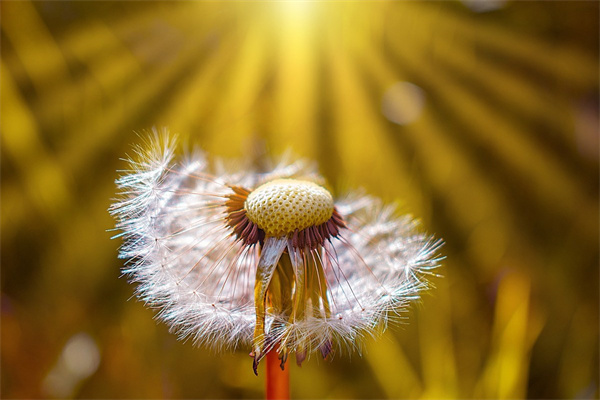 閨蜜喬遷新居送什么花(閨蜜喬遷之喜送實用性禮物)