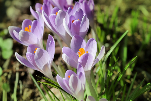 女生朋友生日送什么花合適(女生朋友生日送什么花合適一點)