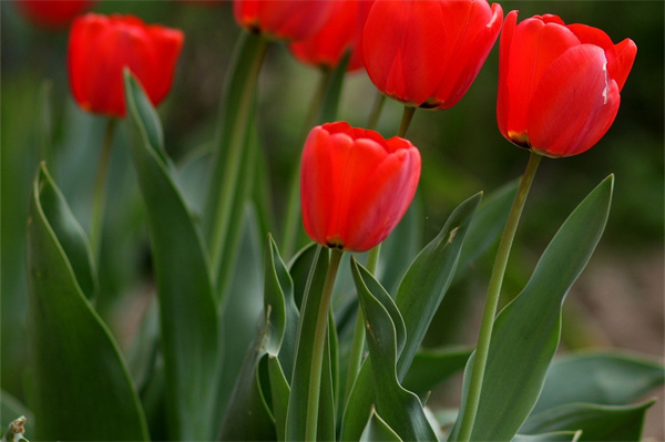 家人過生日送什么花(送家人過生日禮物送什么好)