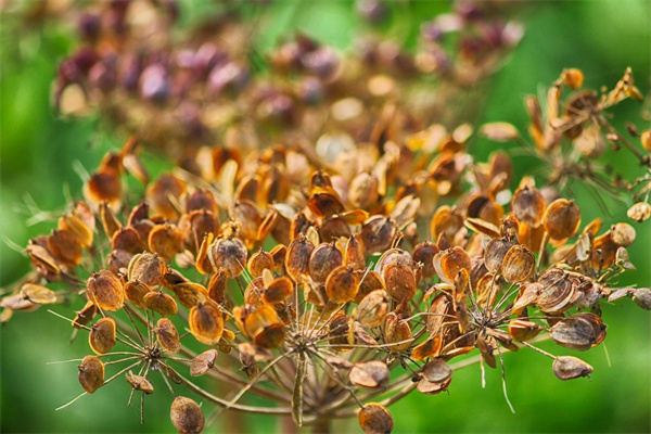 適合送好朋友的花(適合送好朋友的花有哪些)