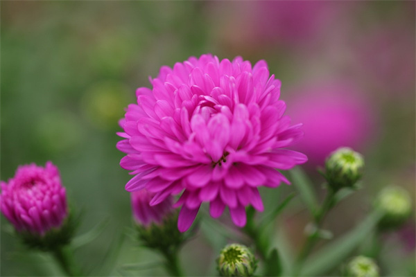 母親當媽媽送什么花(母親送媽媽什么禮物好)