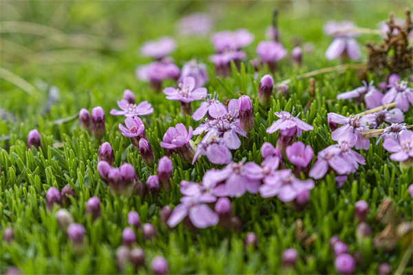 送父親生日花是什么花(送父親生日花是什么花最好)