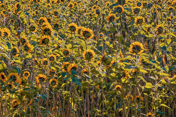 鮮花速送(鮮花速遞全國鮮花店送花)