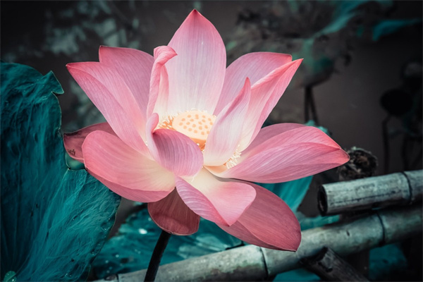 母親節(jié)送什么鮮花送幾朵(母親節(jié)送什么鮮花送幾朵呢)