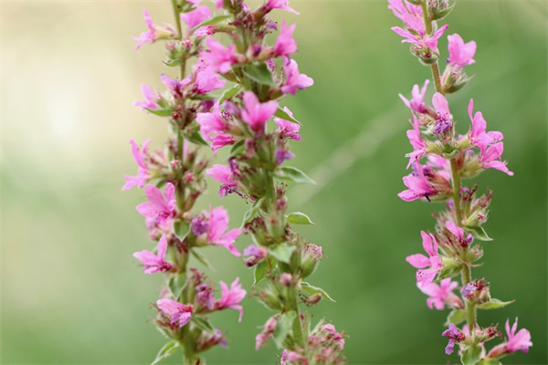 送情人花送幾朵(送情人花送多少朵)