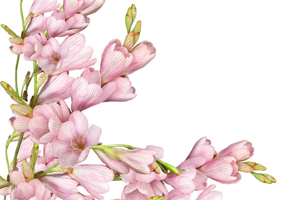 送花賀卡的情話15字(送花賀卡的情話15字以內(nèi))