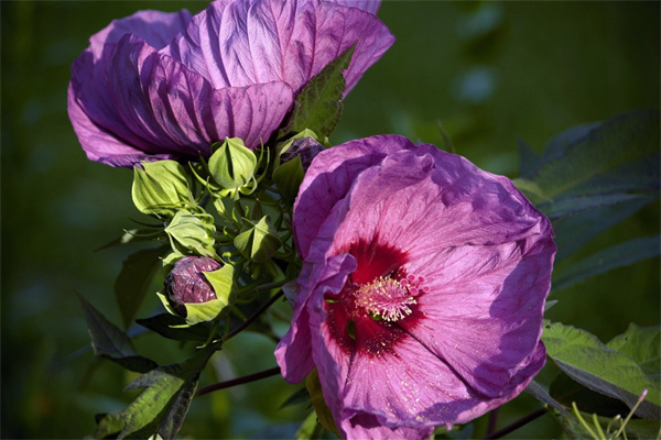 鄭州送花(鄭州送花花店)