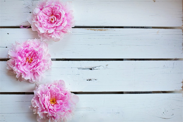 送男領(lǐng)導(dǎo)花(送男領(lǐng)導(dǎo)花束寫什么祝福語)