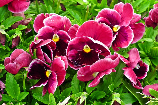 多肉植物能在家里養(yǎng)嗎(多肉植物能在家里養(yǎng)嗎有毒嗎)