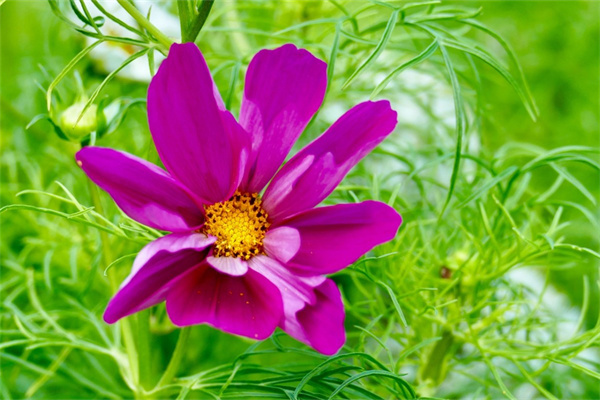 星影多肉怎么養(yǎng)(星影多肉綴化的價格)