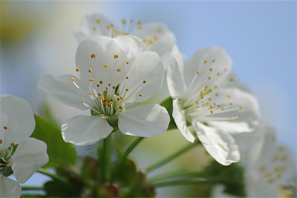 怎樣能讓多肉顏色好看(怎樣能讓多肉顏色好看些)