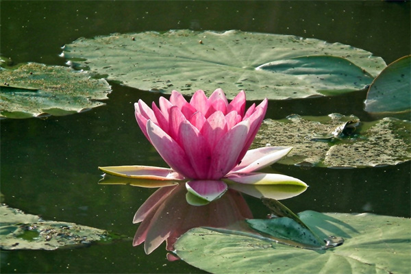 水果鮮花花束(水果鮮花花束賺錢嗎)