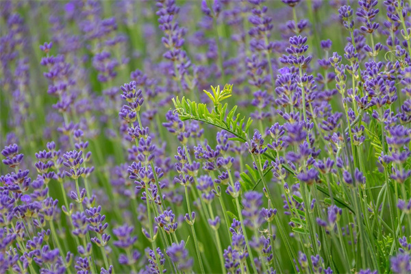 玫瑰花蒸餾水敷臉有什么作用(玫瑰花蒸餾水敷臉有什么作用和功效)