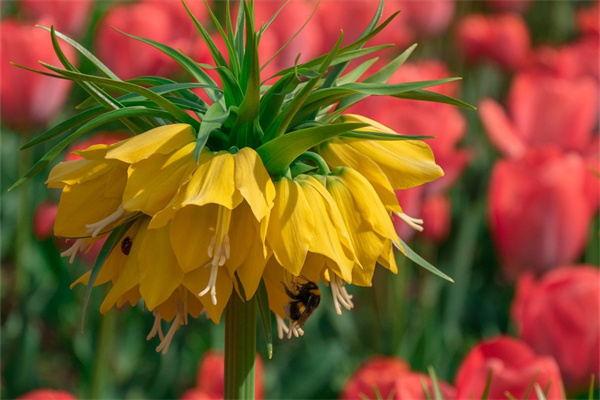 植物可以?xún)艋諝鈫?植物可以?xún)艋諝鈫釣槭裁?