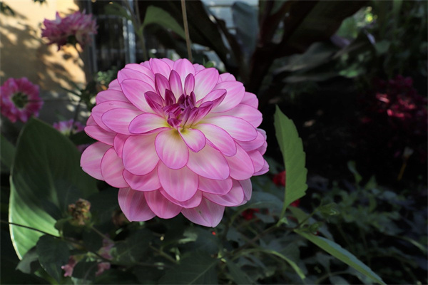 天津花卉市場(chǎng)(天津花卉市場(chǎng)批發(fā)哪里最大)