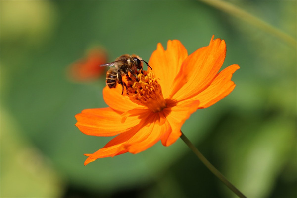 玫瑰花洛神(玫瑰花洛神花茶的功效與禁忌)