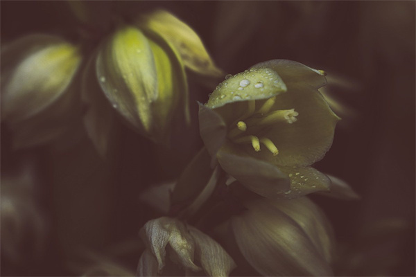 收到鮮花怎么處理(收到鮮花怎么處理保養(yǎng))