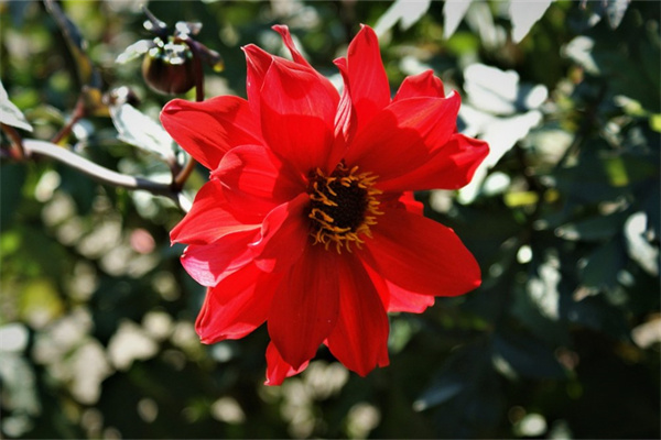 毛線編織玫瑰花朵教程(用毛線編織玫瑰花的多種花樣)