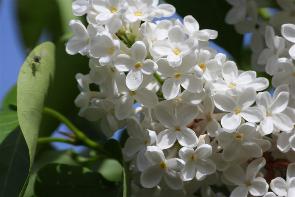 怎樣栽培牡丹花盆栽（牡丹扦插最簡單方法）