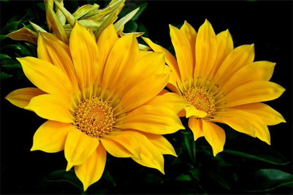 滿天星怎么養(yǎng)（滿天星的養(yǎng)殖方法和注意事項(xiàng)）