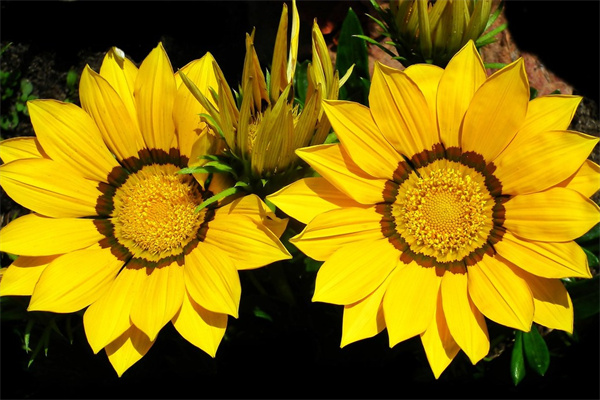 四季茶花怎么養(yǎng)（山茶花養(yǎng)護(hù)的正確方法）