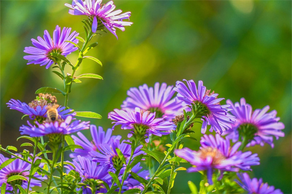 室外花卉是對什么進(jìn)行的花卉裝飾(室外花卉裝飾主要用花形式有)