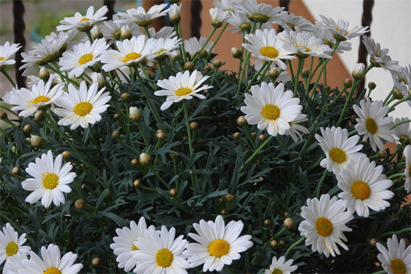 崇州白石花卉市場(chǎng)(崇州市花卉市場(chǎng))