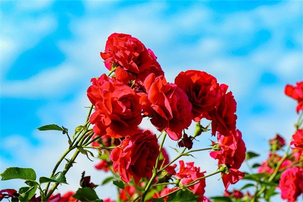 郁金香配玫瑰花什么意義(郁金香與玫瑰花)