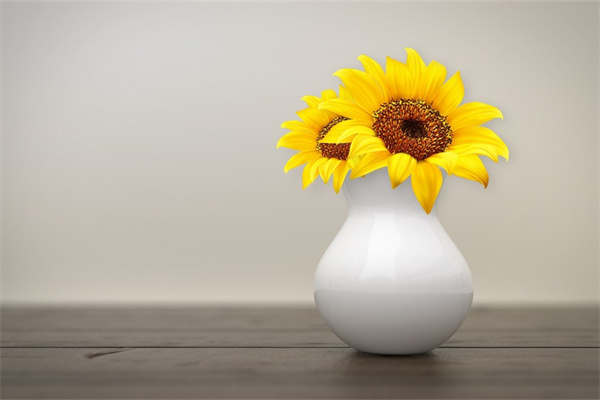 黃瓜種子怎么種（家庭種黃瓜的方法講解）